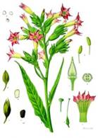 Il fiore della Nicotiana tabacum