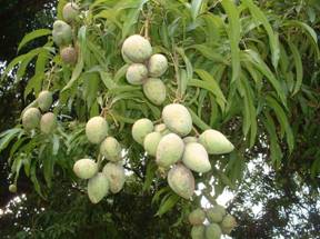 ALBERO DI MANGO CON FRUTTI IMMATURI