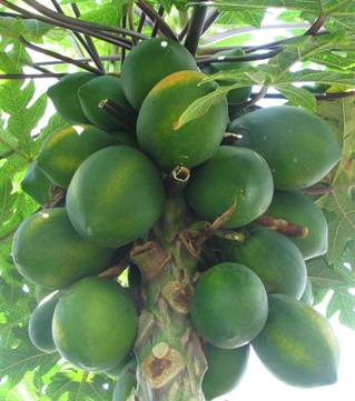 Immagine:Carica papaya - papaya - var-tropical dwarf papaya - desc-fruit.jpg